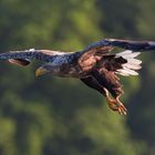 Seeadler über Mecklenburg