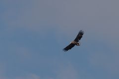 Seeadler über Ostthüringen