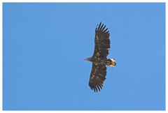 Seeadler über Usedom