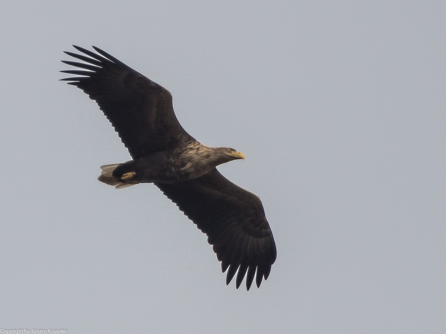 Seeadler über Usedom