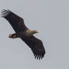 Seeadler über Usedom