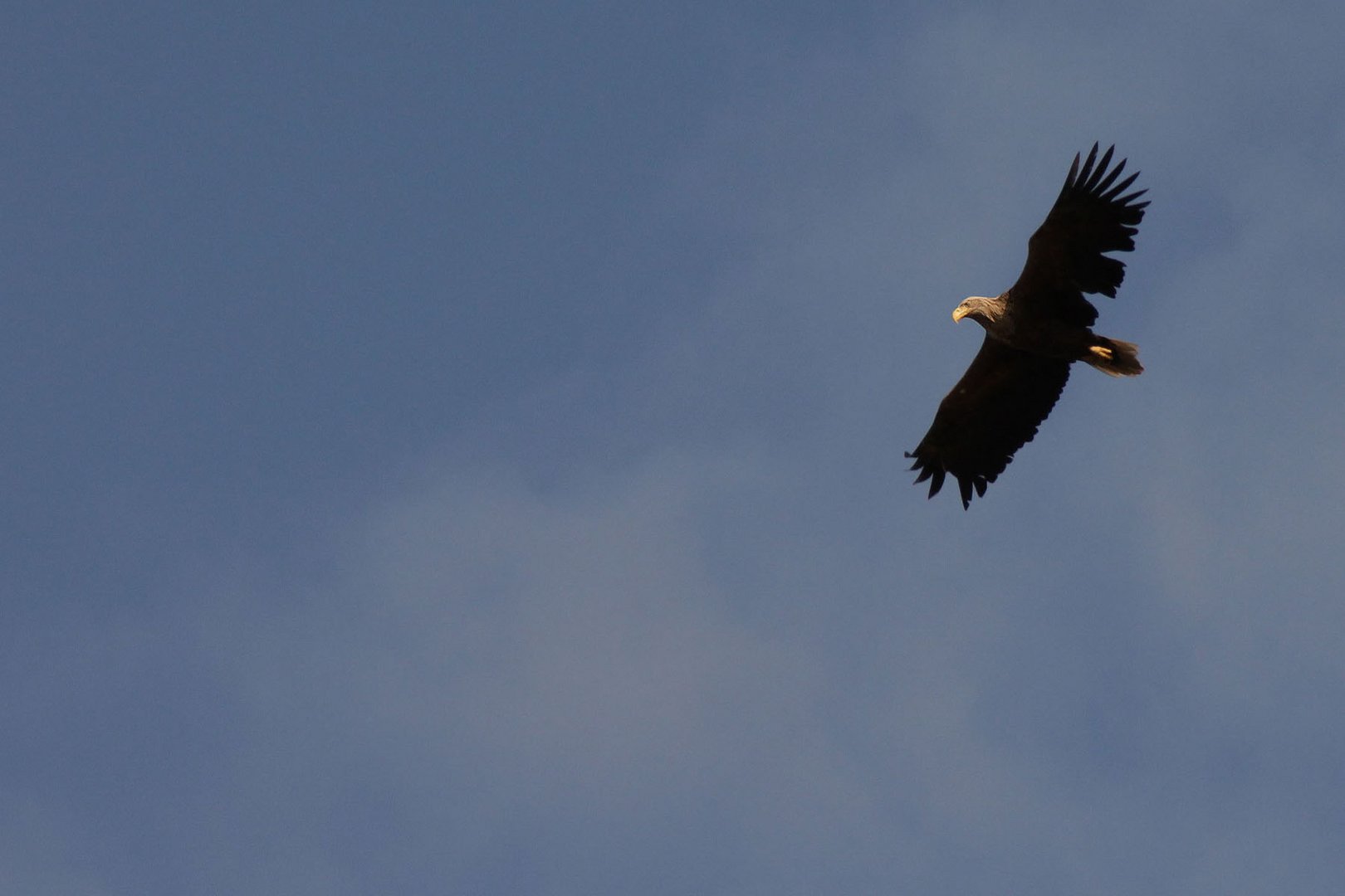 Seeadler über Zecherin