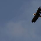 Seeadler über Zecherin