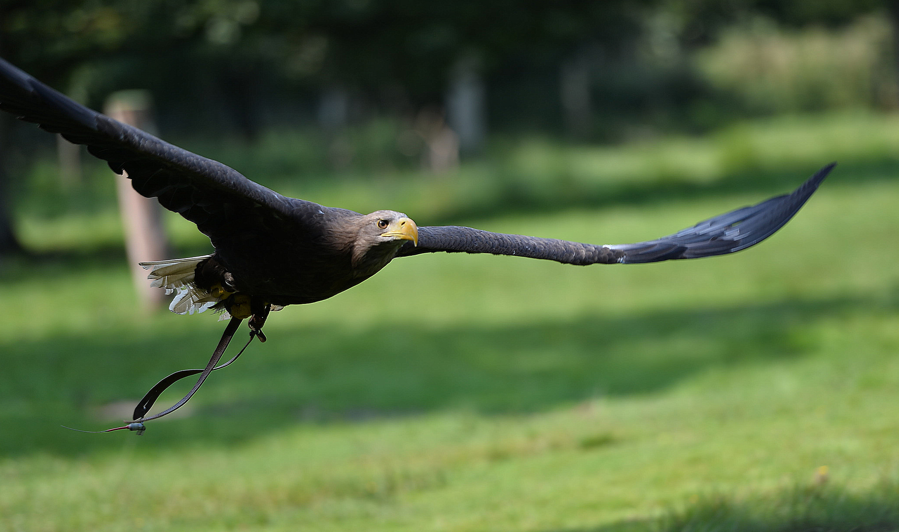 Seeadler - Uff, er dreht ab