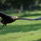 Seeadler - Uff, er dreht ab