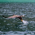 Seeadler und Beute