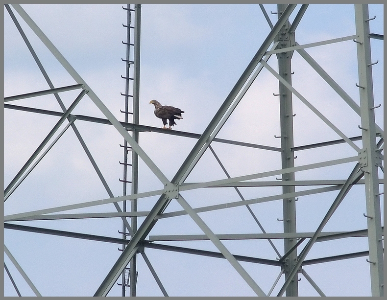 Seeadler und die Technik ...