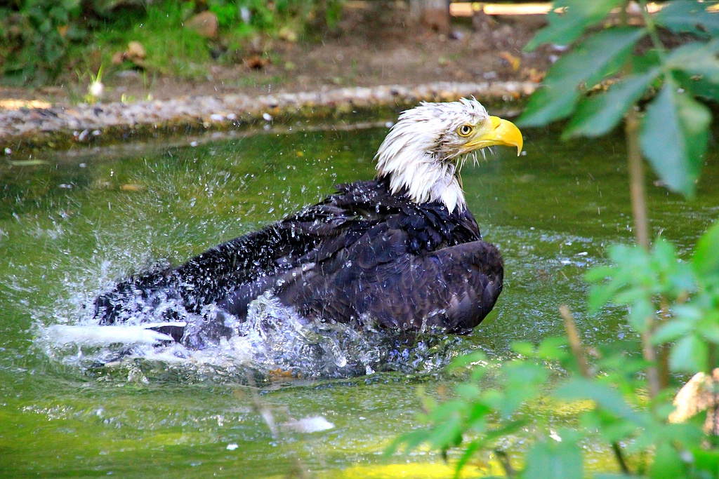 Seeadler und ein kühles Bad.