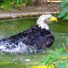 Seeadler und ein kühles Bad.