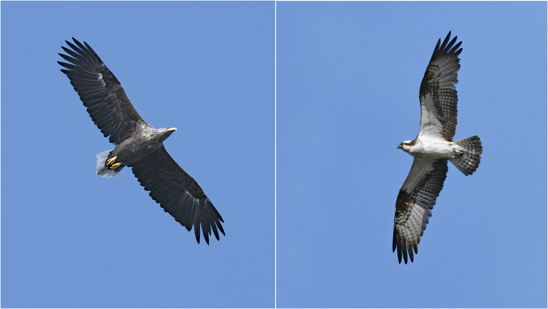 Seeadler und Fischadler