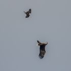 Seeadler und Fischadler 2 ...