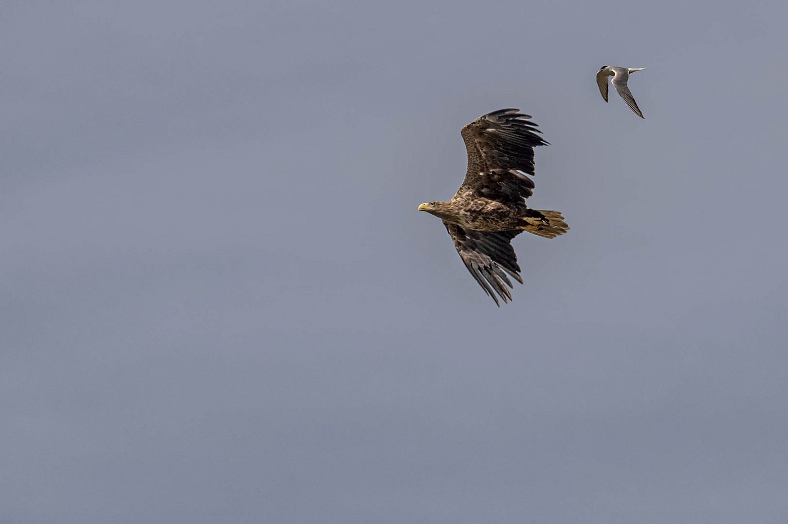 Seeadler  und Flußseeschwalbe