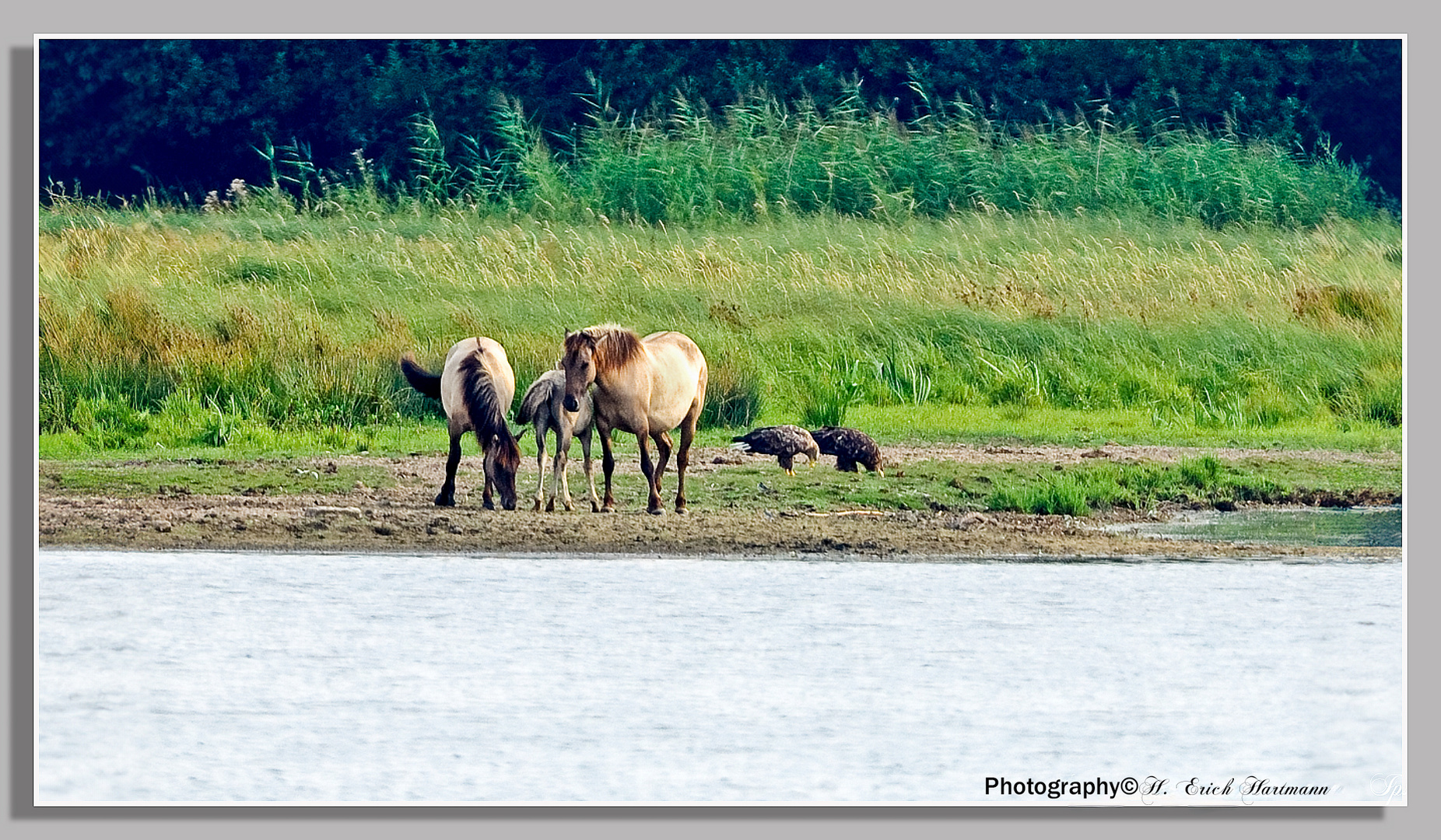 Seeadler und Konik Pferde