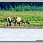 Seeadler und Konik Pferde