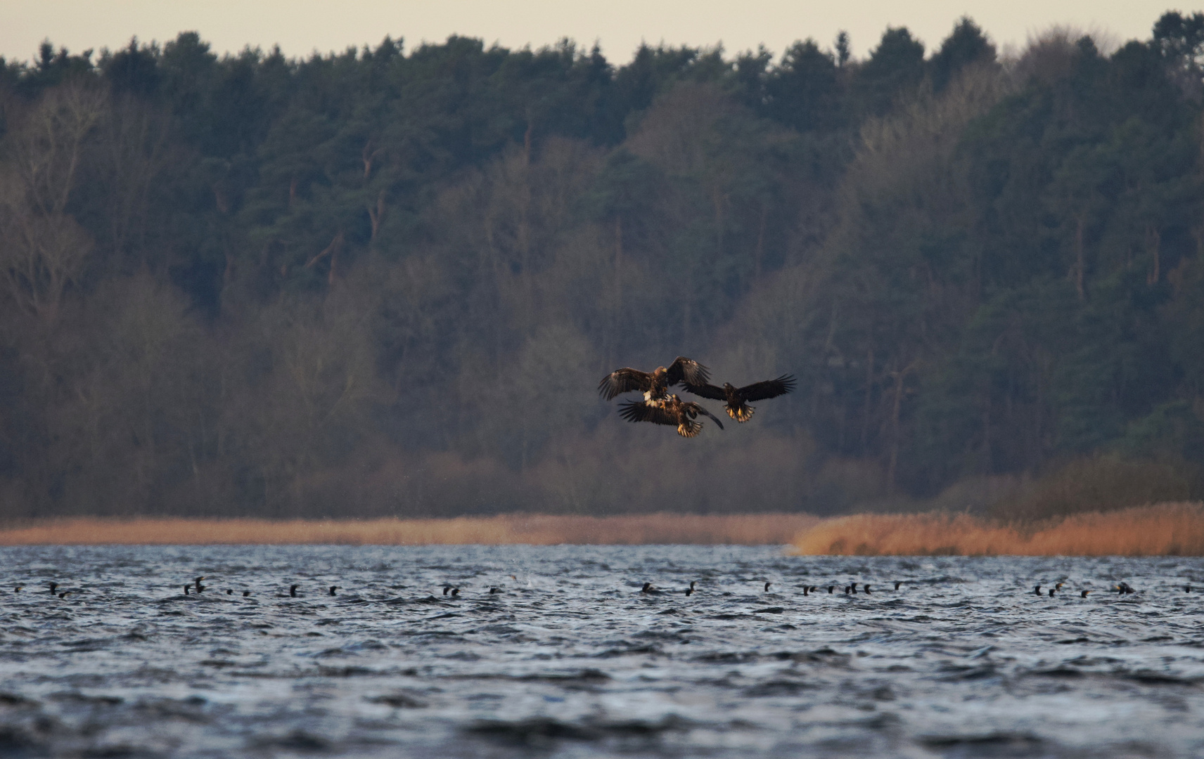 Seeadler und Kormorane