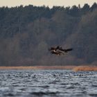 Seeadler und Kormorane