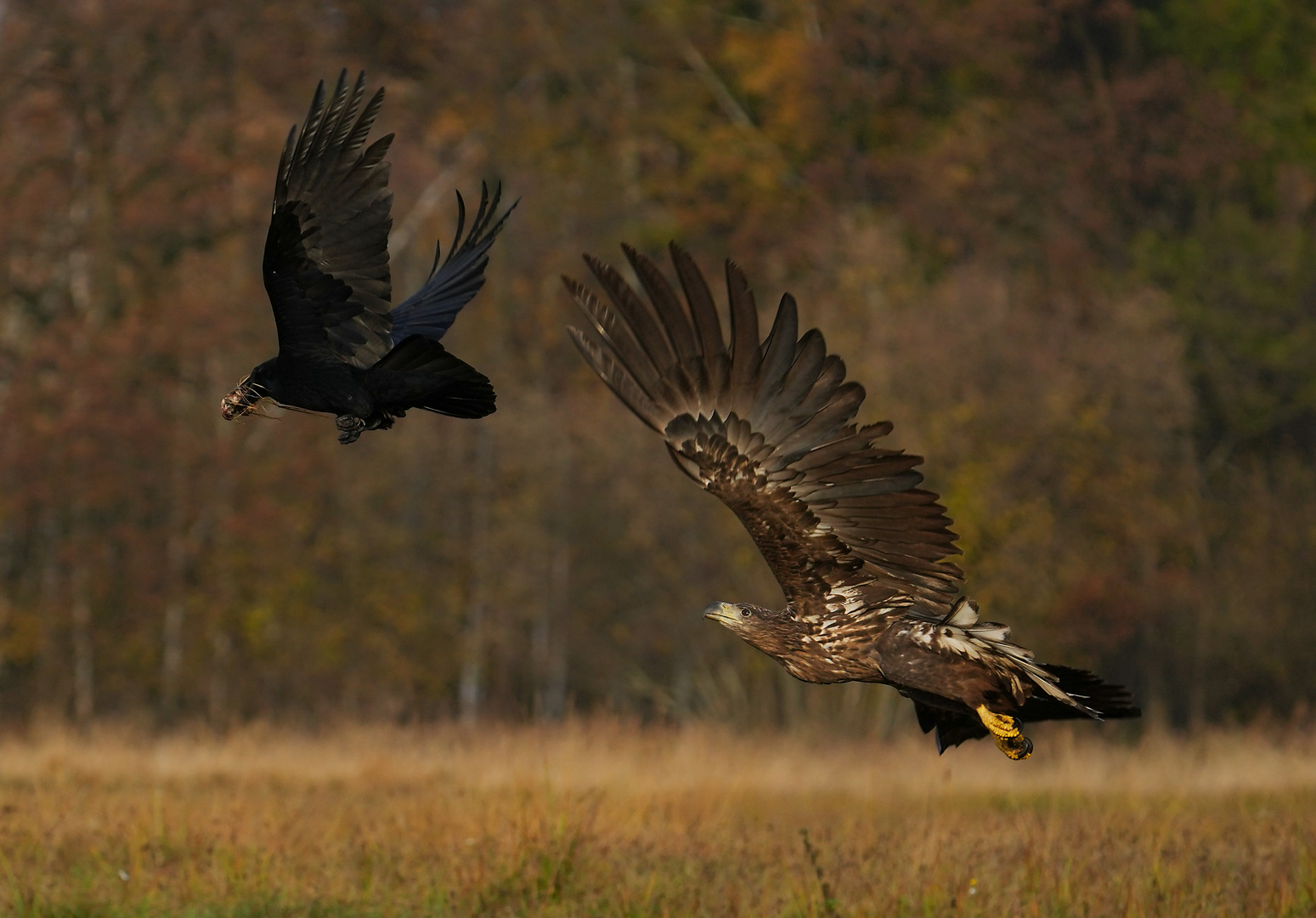 Seeadler und Krähe