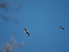 Seeadler und Mäusebussard