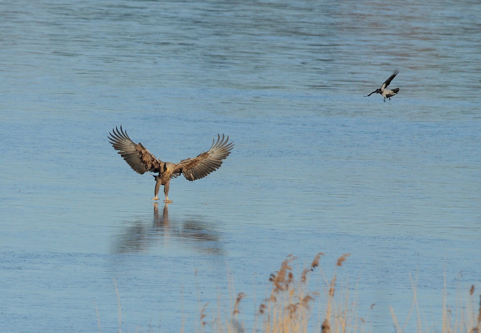 Seeadler und Nebelkrähe on the Rocks