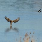 Seeadler und Nebelkrähe on the Rocks