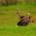 Seeadler und Rehbock