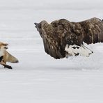 Seeadler und Rotfuchs