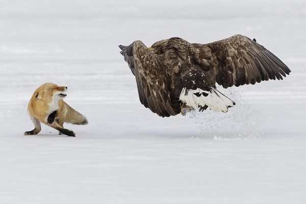 Seeadler und Rotfuchs