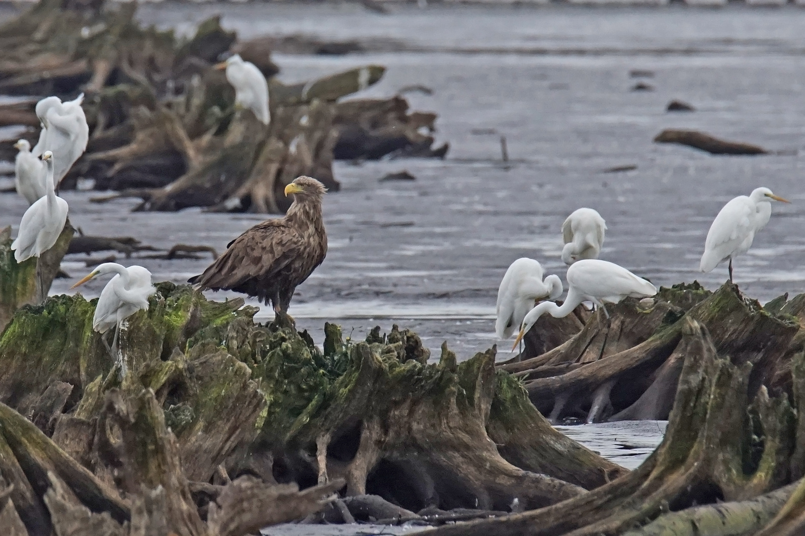 Seeadler und Silberreiher