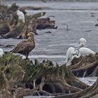 Seeadler und Silberreiher