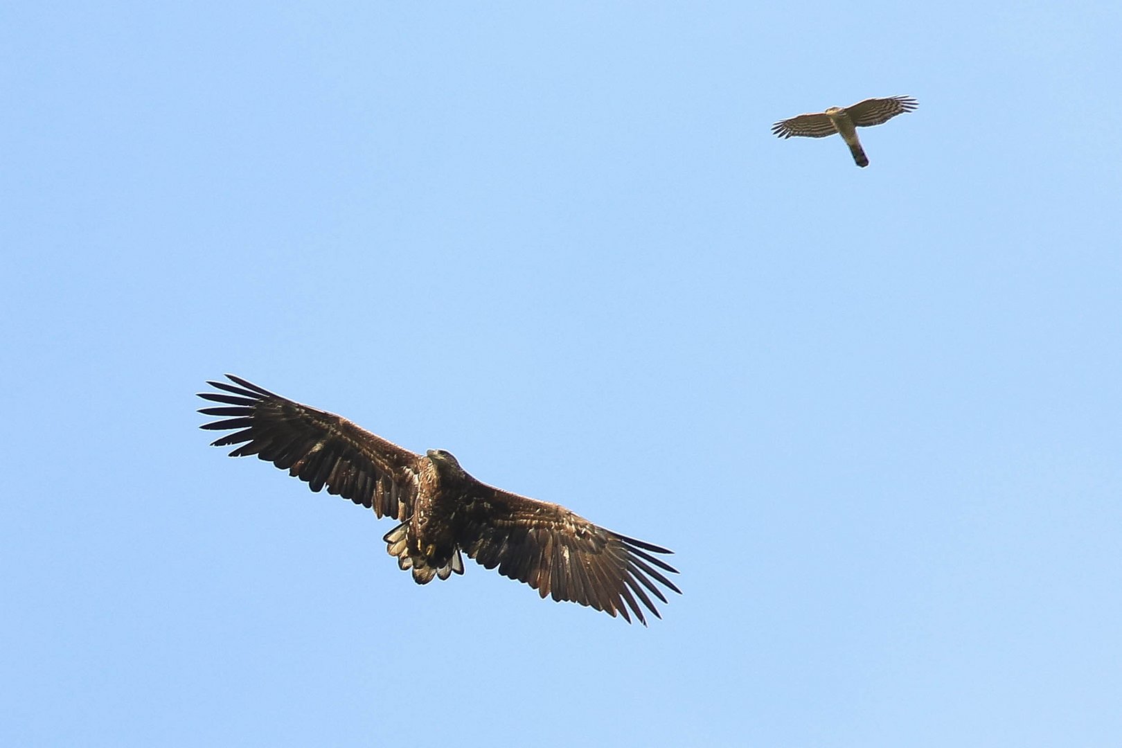 ... Seeadler und Sperber auf Erkundung