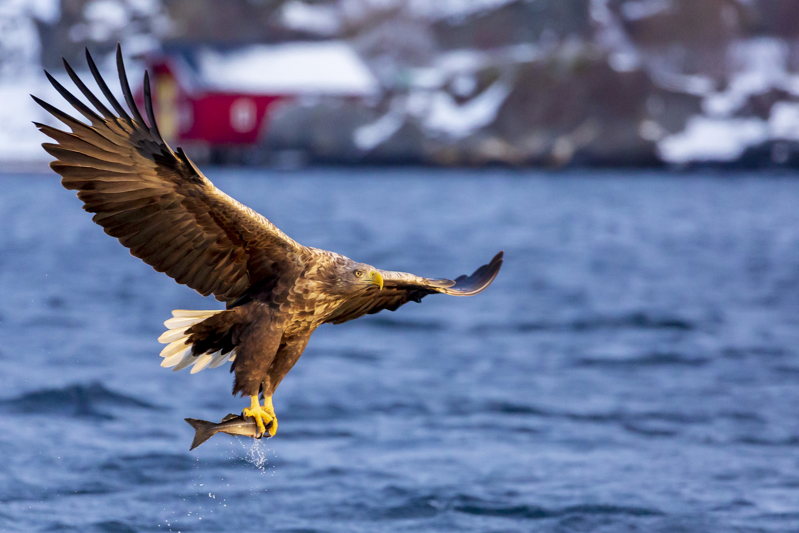 Seeadler und Tschüss 2