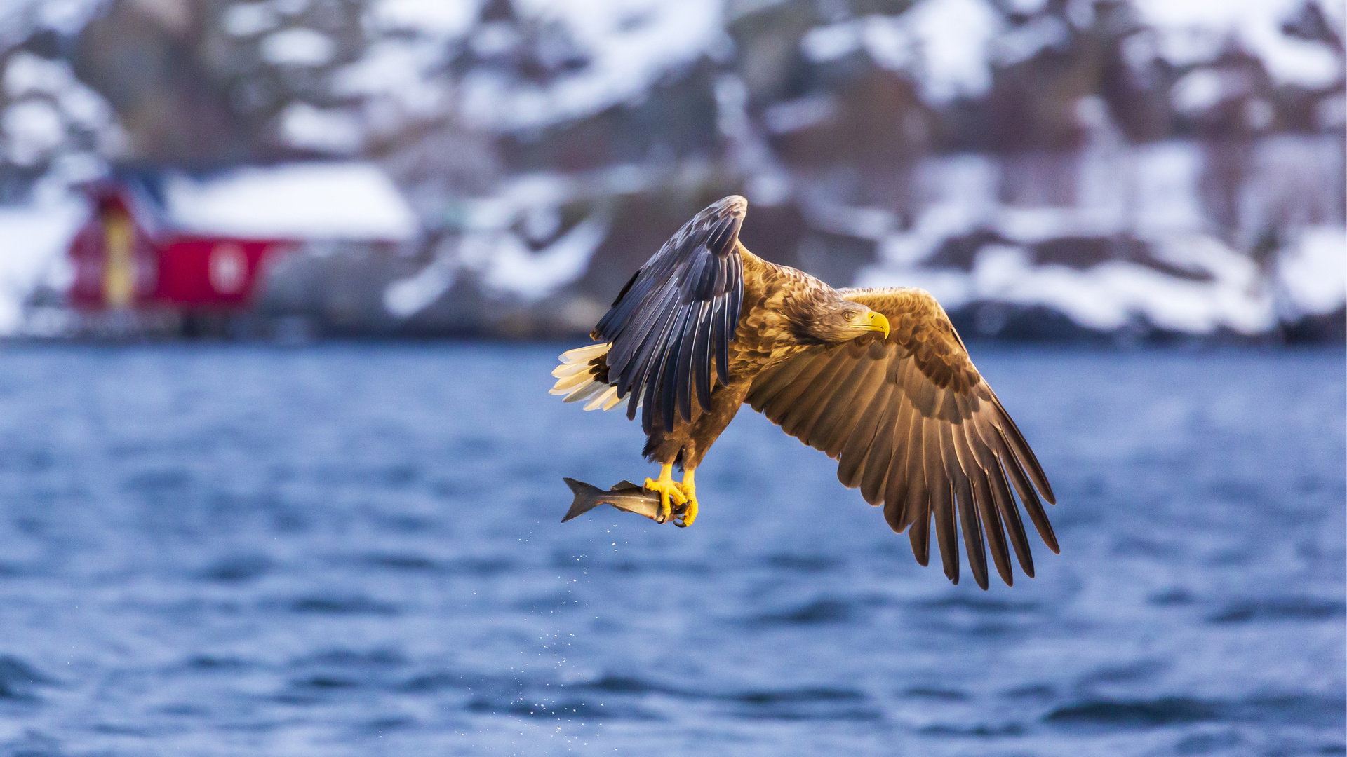 Seeadler und Tschüss 3