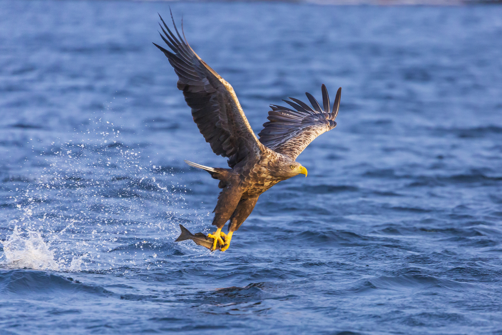 Seeadler und Tschüss