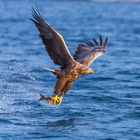 Seeadler und Tschüss