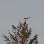 Seeadler unter Angriff (Doku)