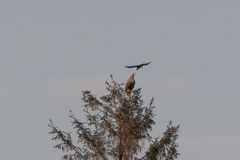 Seeadler unter Angriff (Doku)