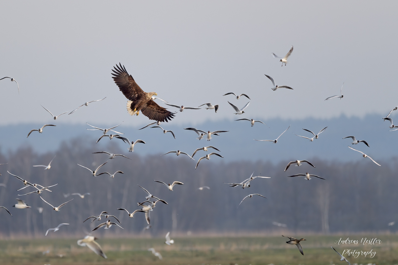 Seeadler unter Lachmöven