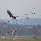 Seeadler unter Lachmöven