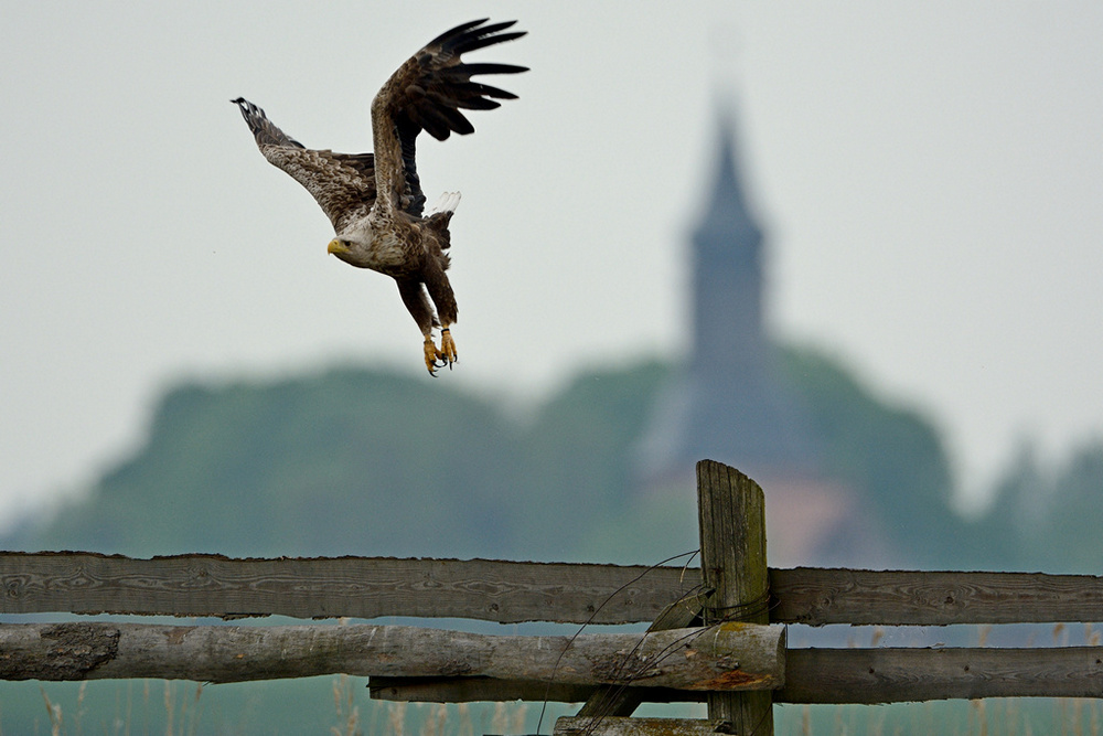 Seeadler Usedom