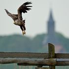 Seeadler Usedom