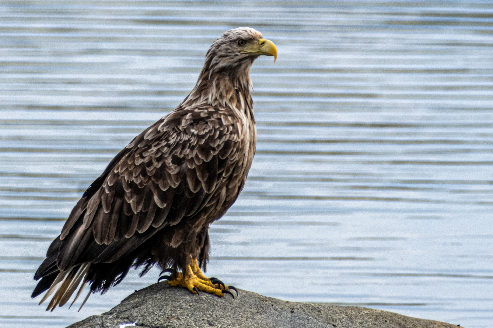 Seeadler Varangerfjord Norwegen