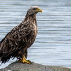 Seeadler Varangerfjord Norwegen