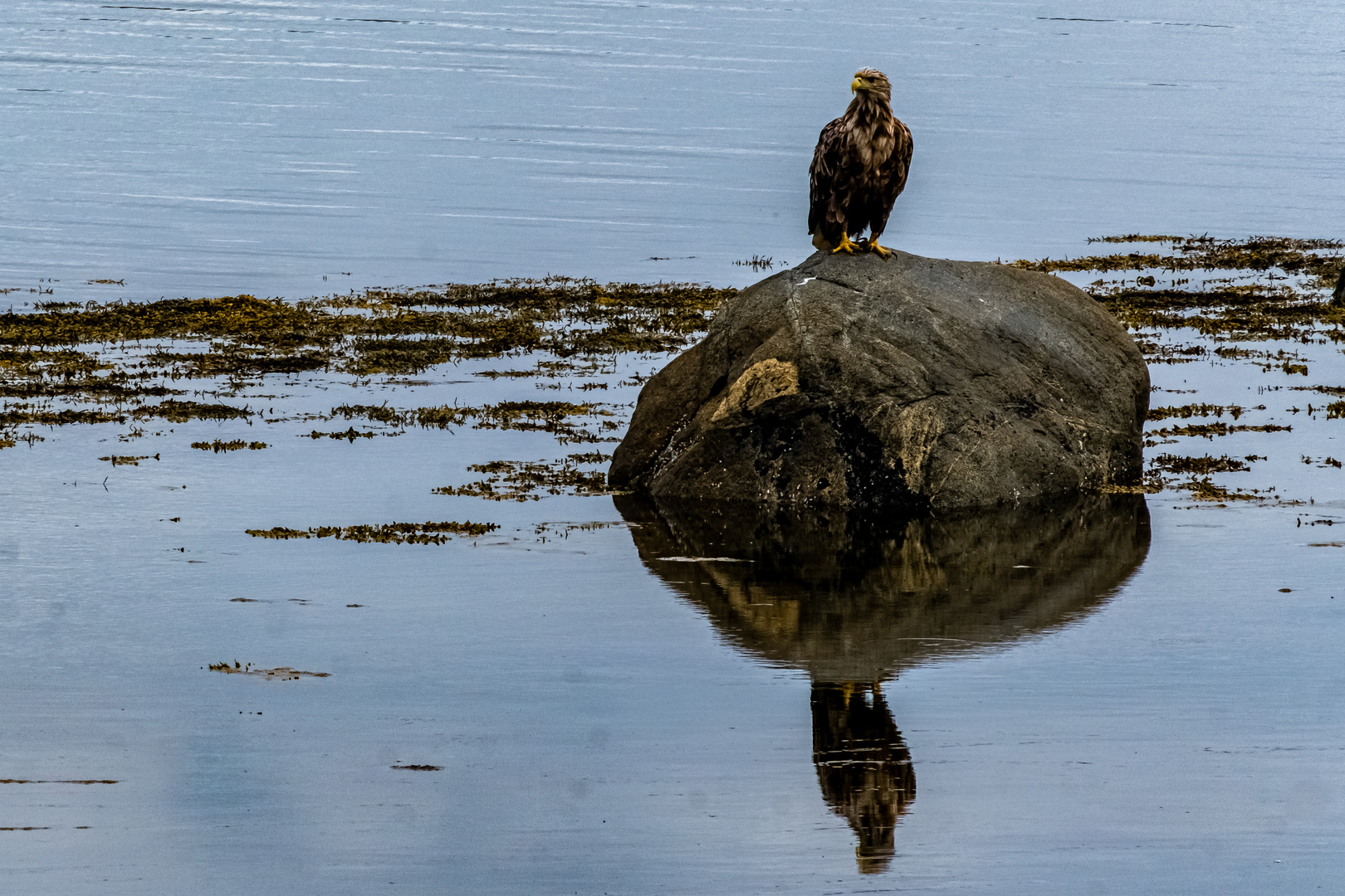 Seeadler Varangerfjord Norwegen