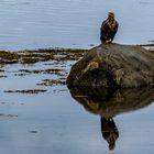 Seeadler Varangerfjord Norwegen