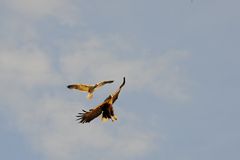 Seeadler, Verdammt lästig diese Möwen.