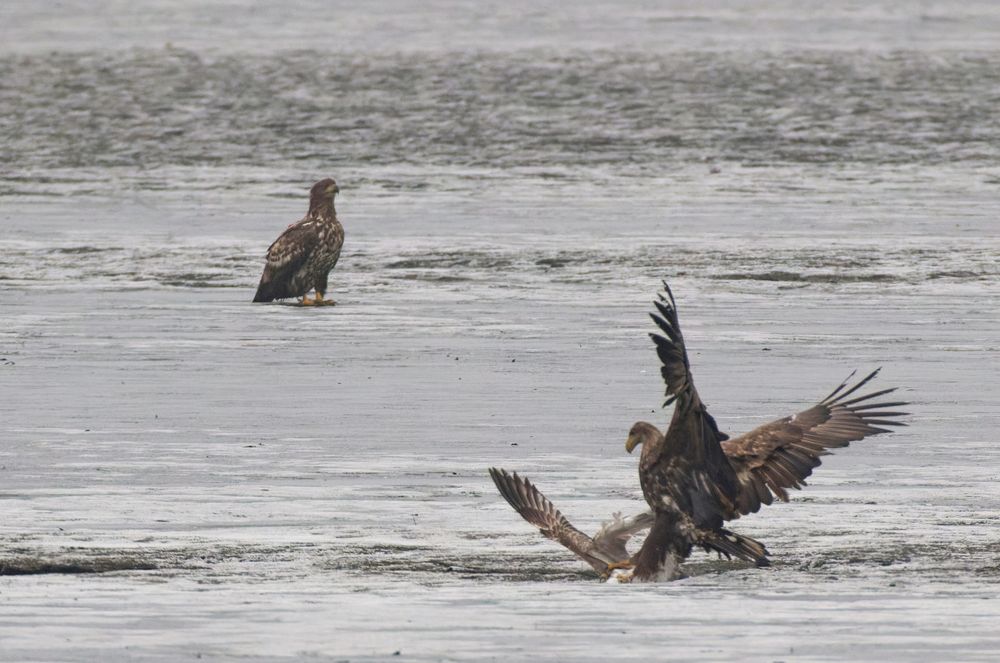 Seeadler versucht Möwe zu schlagen, schlechtes Licht,