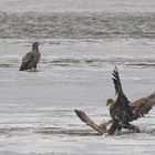 Seeadler versucht Möwe zu schlagen, schlechtes Licht,