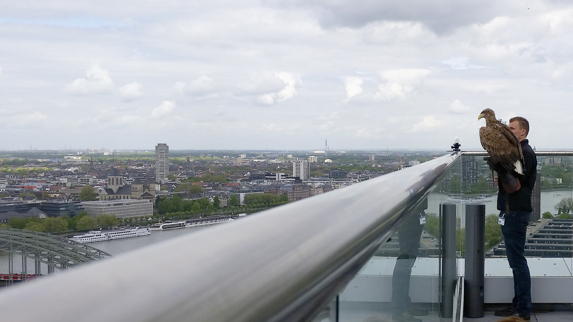 Seeadler Victor auf dem Lanxess Tower in Köln