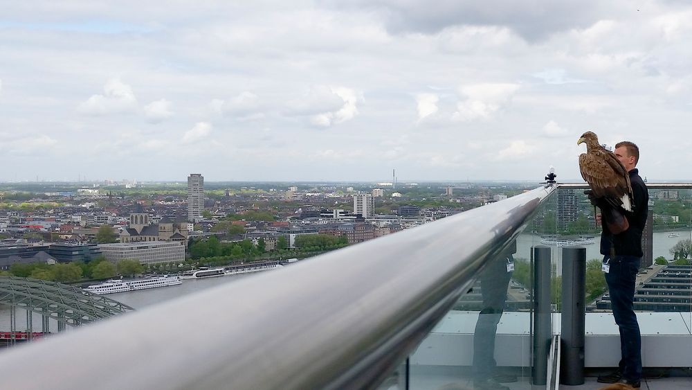 Seeadler Victor auf dem Lanxess Tower in Köln