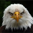 Seeadler ...Vogelpark Steinen